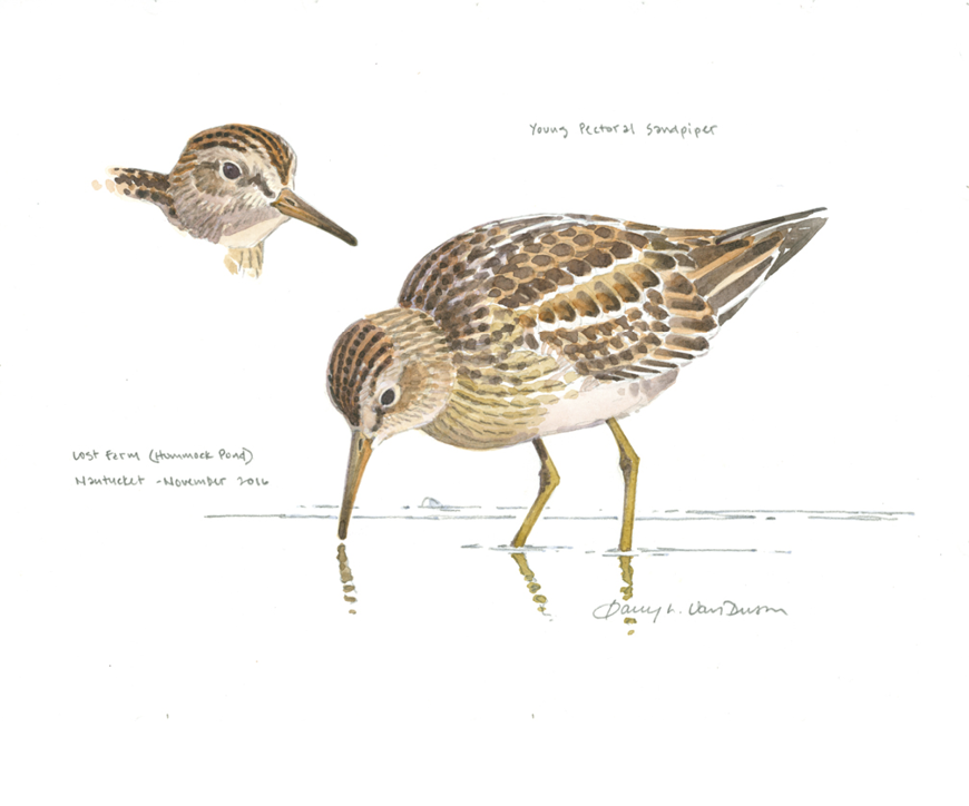 Pectoral Sandpiper by William E. Davis, Jr.
