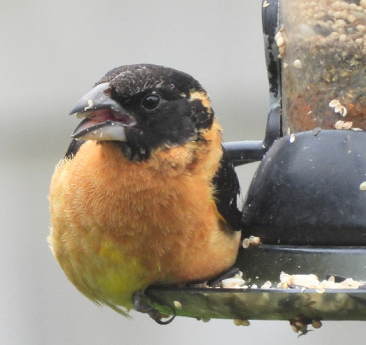 Black-headed Grosbeak by Lisa Schilbley