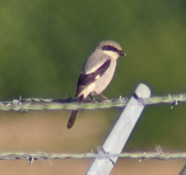 Loggerhead Shrike by Jon Skinner