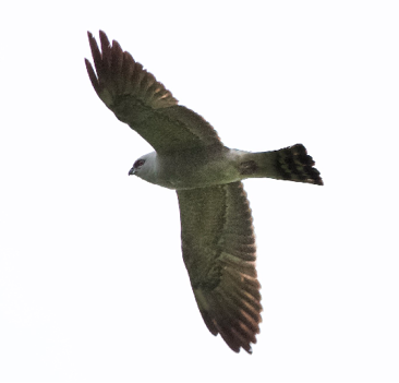 Mississippi Kite by Ben Shamgochian