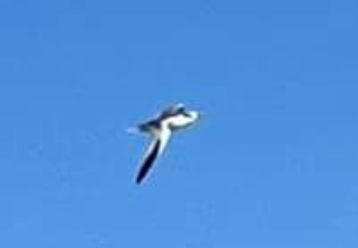 Red-billed Tropicbird by Larry Backman