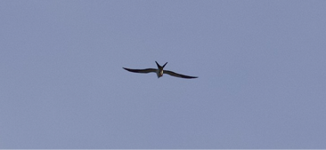 Swallow-tailed Kite by Mary Keleher