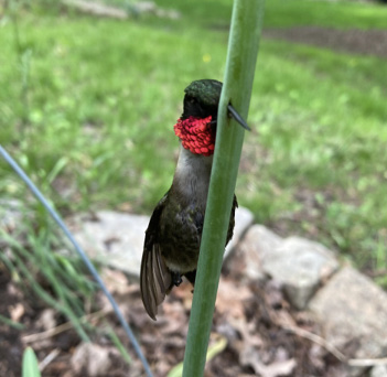 Impaled Ruby-throated Hummingbird from two angles. Photographs by the author.