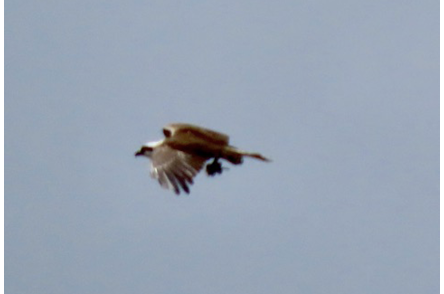 Osprey with a captured vole. Photograph by the author.