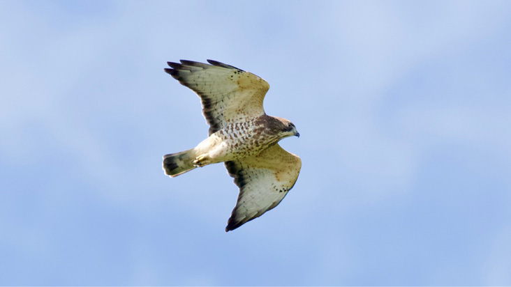 Broad-winged Hawk by Brian Rusnica