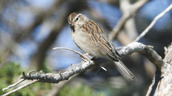 Assets/bo50-5/AAG_Chipping_Sparrow.Pochet.Aug.08.png