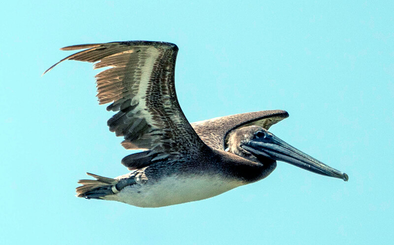 Brown Pelican by Joey Negreann