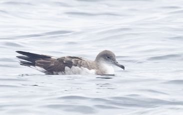 Cape Verde Shearwater by Ian Davies