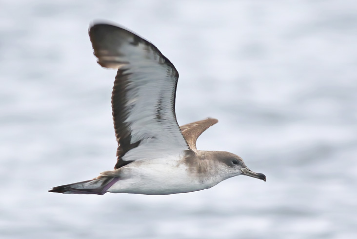 A close-up of the Cape Verde Shearwater shows many of the features that contribute to the identification of this bird. In particular, note the bill’s thin structure and dusky coloration, which differ significantly from the brighter, stouter yellow bills of Cory’s/Scopoli’s Shearwater. Photograph by Peter Trimble, Sr.