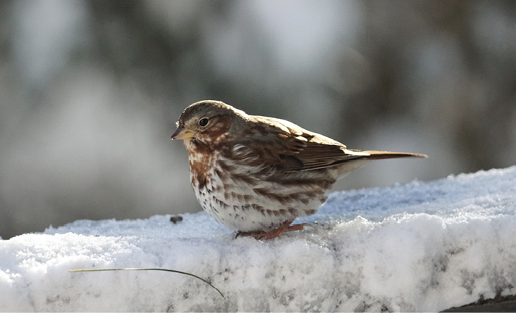 First public appearance: A snowstorm brings the Fox Sparrow into the open, January 30, 2022. All photographs by the author.