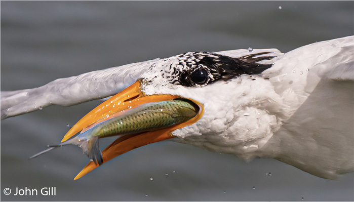 double-eyed Royal Tern in flight, March 24, 2022