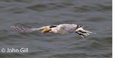 Full view of the double-eyed Royal Tern in flight, March 24, 2022. All photographs by the author.