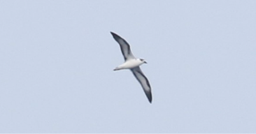 Blac-capped Petrel by John Oshlick