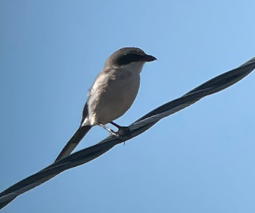 Loggerhead Shrike by Bill Lafley