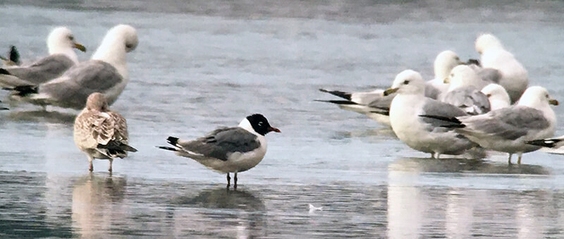 Franklin's Gull by Ted Gilliland