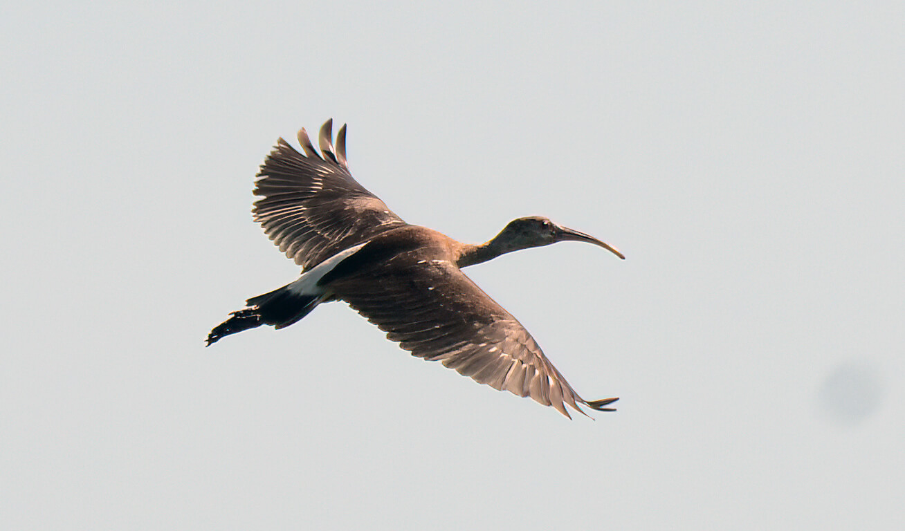 White Ibis by David Swain