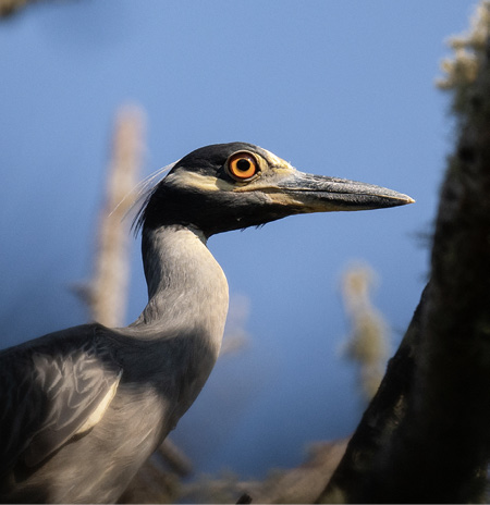 Yellow-crowned Night-Heron close-up before dusk. Hemenway Landing, Eastham, Cape Cod, August 3, 2022. All photographs by Bonnie Tate.
