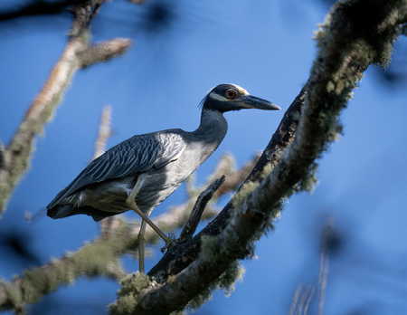Yellow-crowned Night-Heron at the tree line before it flew into Nauset Marsh. Hemenway Landing, Eastham, Cape Cod, August 3, 2022.