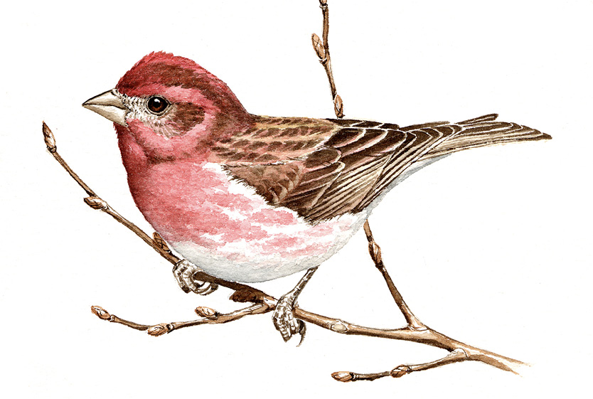 Purple Finch by John Sill