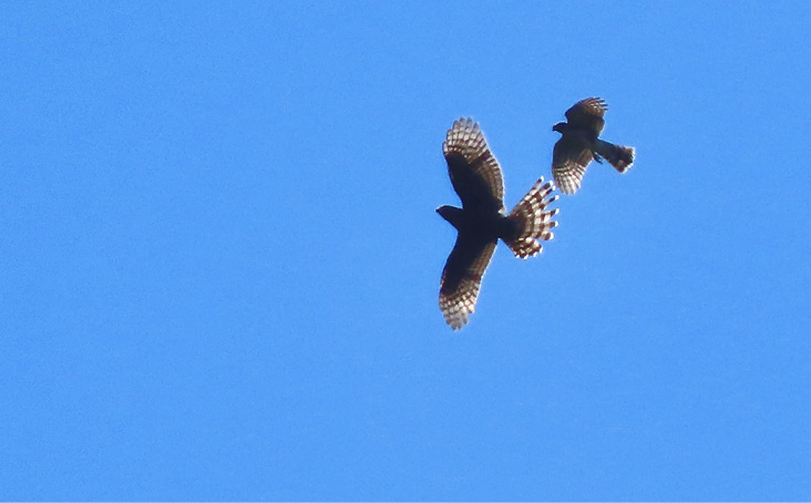 Accipiters in Flight by Susan Browne