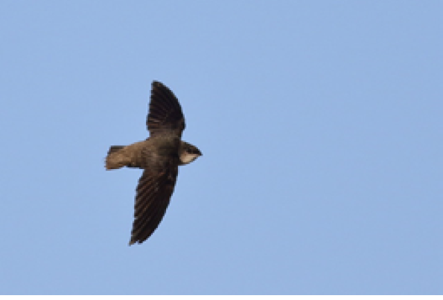 This photograph shows detail rarely observed because Chimney Swifts move so quickly. Photographs by Sean Williams.