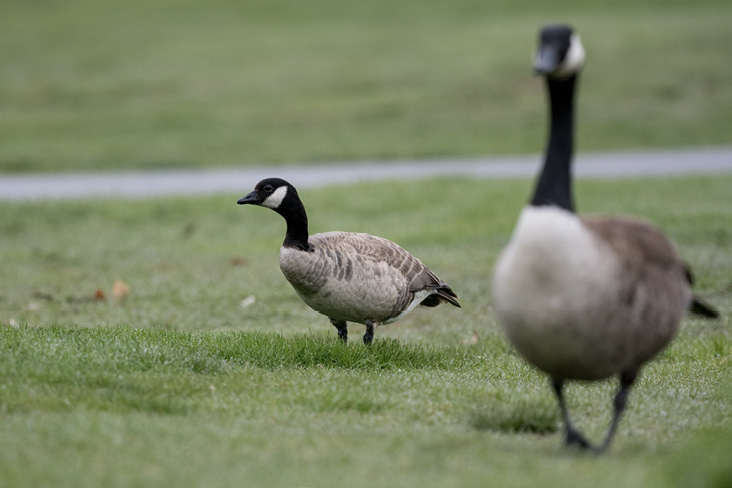 Left to right: Cackling and Canada Goose. Photograph by Sebastian Jones.