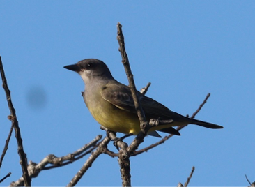 Cassins Kingbird by Richard Veit