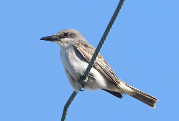 Gray Kingbird by Erik Nielsen