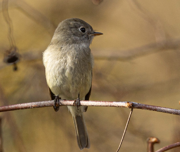 Hammonds Flycatcher by Gonzalo Giribet