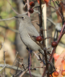 Townsends Solitaire by Laura Markley