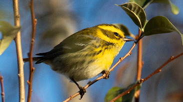 Townsends Warbler by Cameron Johnson