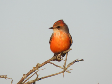 Vermilion Flycatcher by Mary Jo Foti
