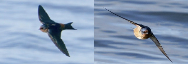 Side view and front view of the hybrid Barn Swallow x Cave Swallow.