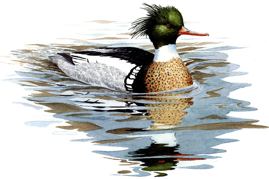 Red-breasted Merganser by John Sill
