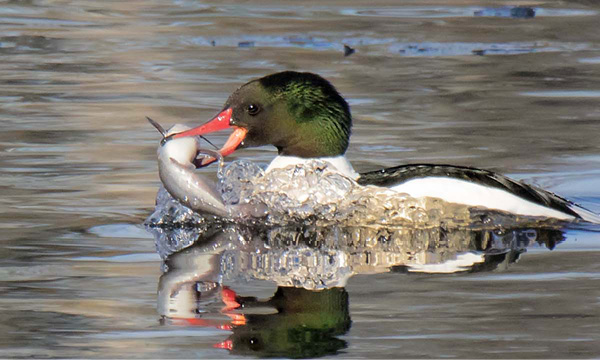 Common Merganser by Sandy Selesky