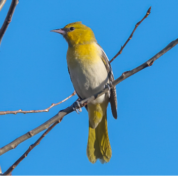 Bullock's Oriole by Janice Strong