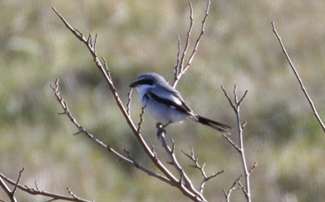 Loggerhead Shrike by Brendan Burke