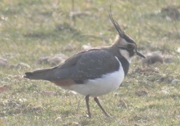 Northern Lapwing by Lisa Schibley