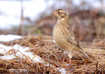Smith's Longspur by Sam Zhang