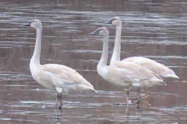 Trumpeter Swans by Bette Robo