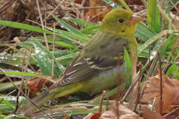 Western Tanager by Bette Robo