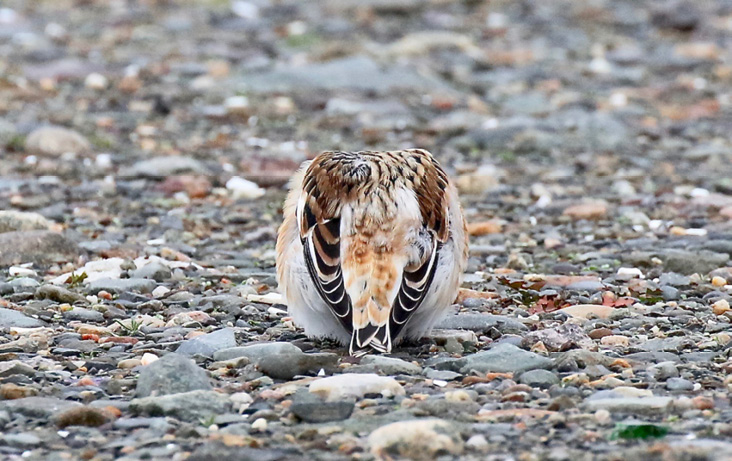 Snow Bunting by John Kricher