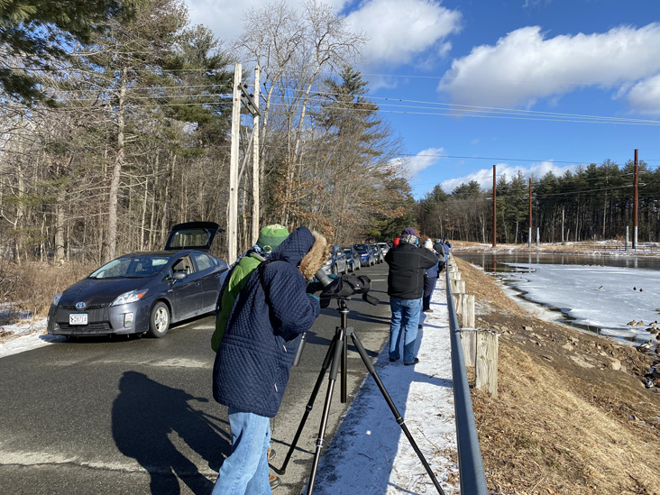 Car birding at the Turners Falls Power Canal, February 2022. Photograph by Bruce Kanash.