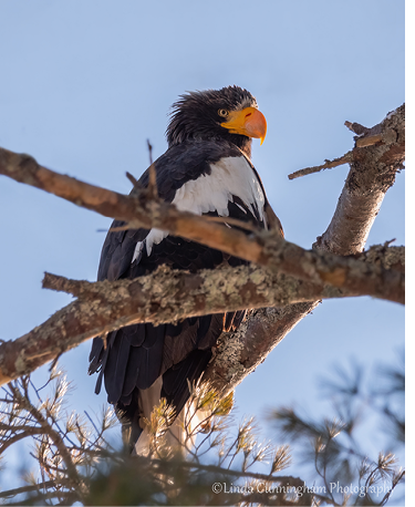 Steller’s Sea-Eagle by Linda Cunningham