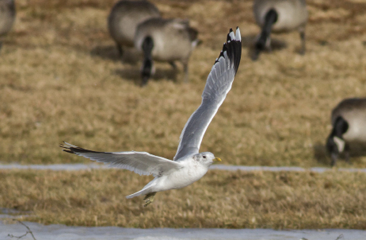 Common Gull by Cameron Cox