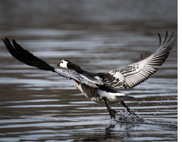 Barnacle Goose by Noah Rosen