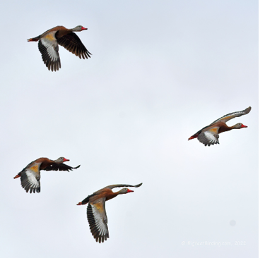 Black-bellied Whistling-Duck by Ethan Whitaker