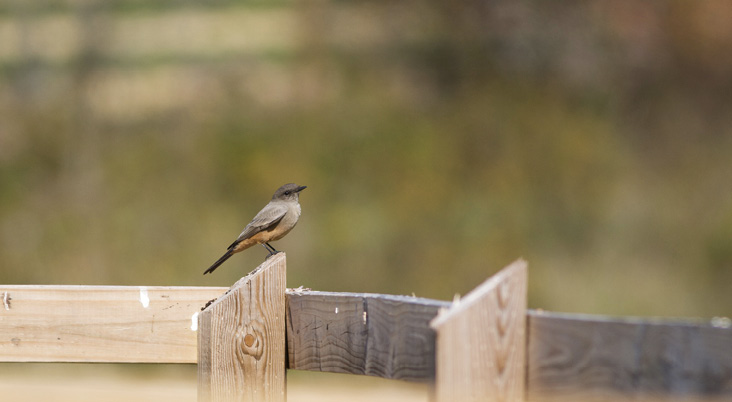 Say’s Phoebe by Kyle Lima