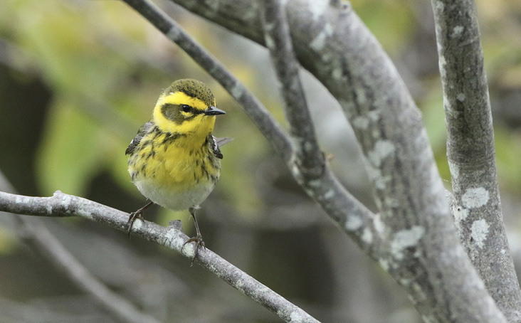 Townsend’s Warbler by Luke Seitz