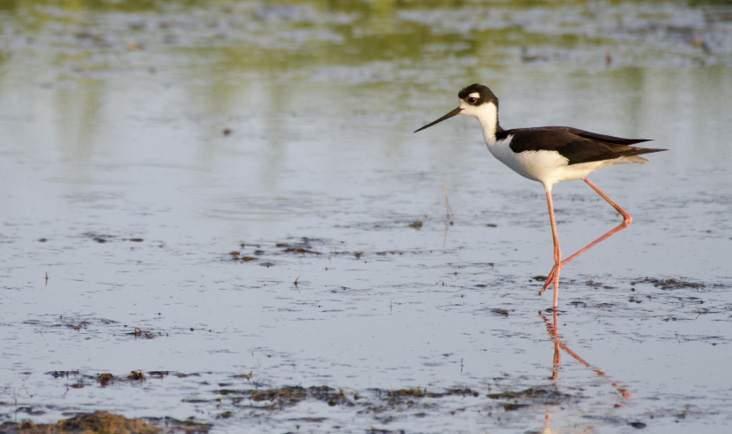 Black-necked Stilt by Weston Barker